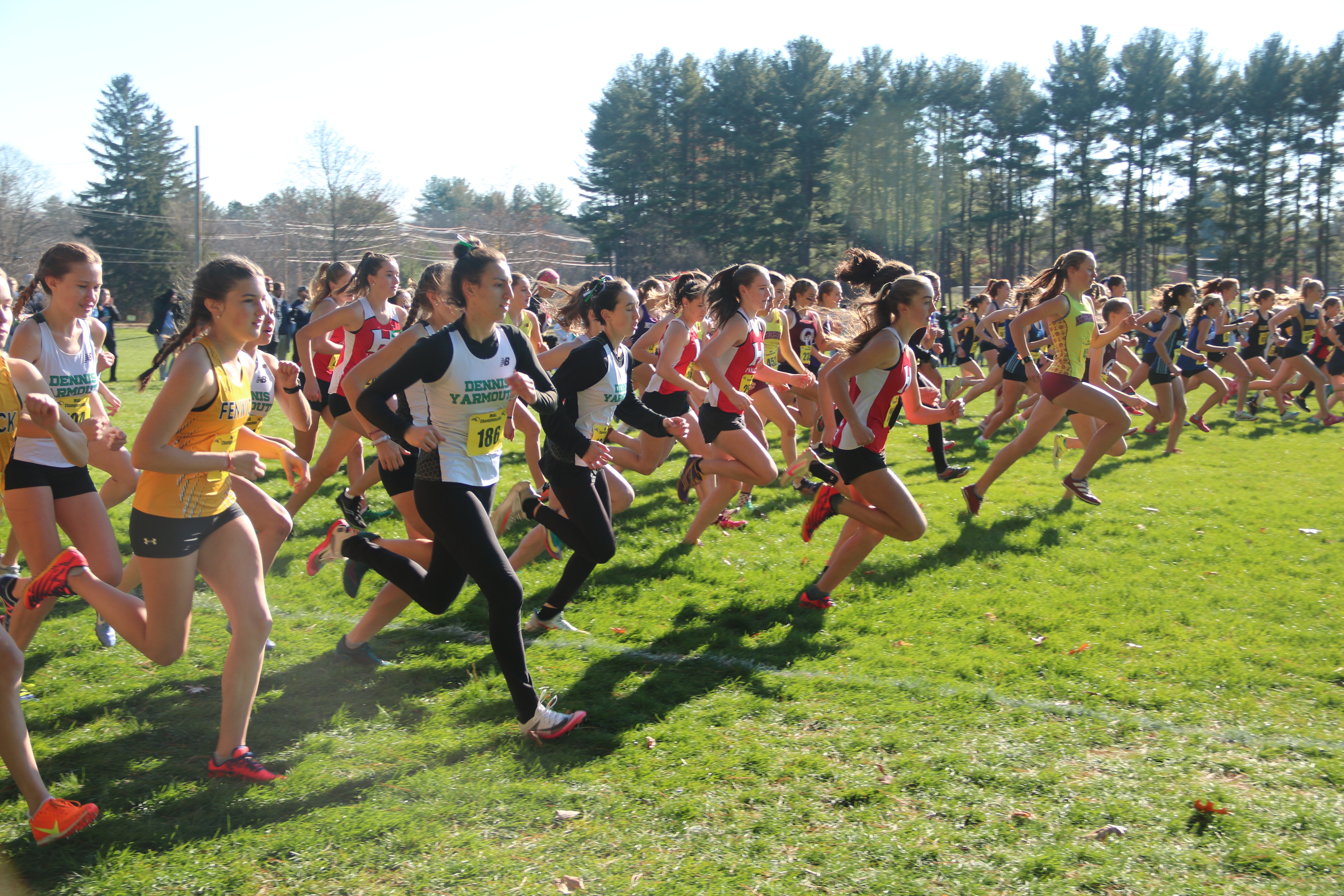 A large group of cross country runners at the beginning of their competitive run